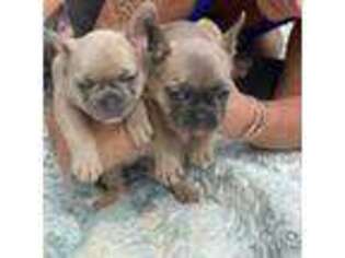 French Bulldog Puppy for sale in Hubbardston, MA, USA