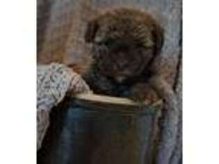 Shih-Poo Puppy for sale in Grovertown, IN, USA