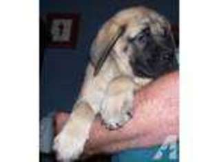 Mastiff Puppy for sale in CLINTON, NC, USA