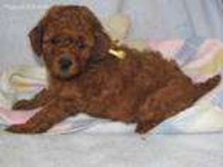 Mutt Puppy for sale in Auburn, NY, USA