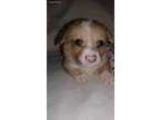 Pembroke Welsh Corgi Puppy for sale in Hawley, TX, USA