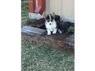 Pembroke Welsh Corgi Puppy for sale in Weatherford, OK, USA