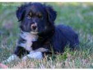 Australian Shepherd Puppy for sale in Juliette, GA, USA