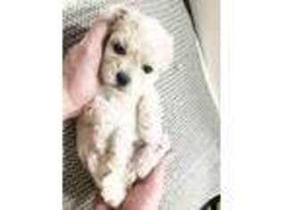 Mutt Puppy for sale in Cambridge, MA, USA