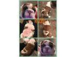 Bulldog Puppy for sale in Forsyth, IL, USA