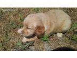 Golden Retriever Puppy for sale in Louisville, KY, USA