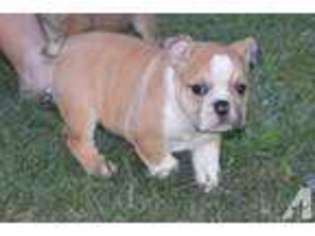 Bulldog Puppy for sale in LINCOLNTON, GA, USA