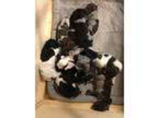 German Shorthaired Pointer Puppy for sale in Camarillo, CA, USA