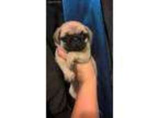 Pug Puppy for sale in Cuba, NY, USA