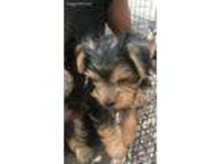 Yorkshire Terrier Puppy for sale in Bronx, NY, USA