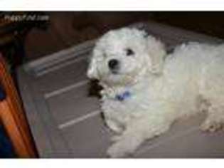 Bichon Frise Puppy for sale in Hastings, MI, USA