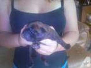Bullmastiff Puppy for sale in VENICE, FL, USA