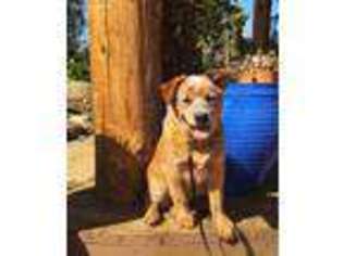 Australian Cattle Dog Puppy for sale in Porterville, CA, USA