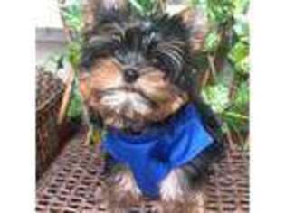 Yorkshire Terrier Puppy for sale in Portland, OR, USA