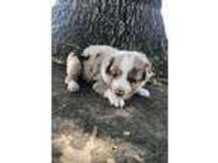 Miniature Australian Shepherd Puppy for sale in Nardin, OK, USA