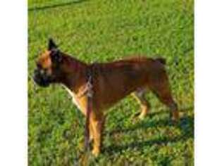Boxer Puppy for sale in Billings, MO, USA