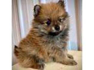 Pomeranian Puppy for sale in Carbondale, IL, USA
