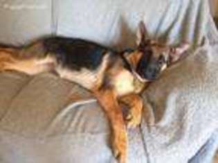 German Shepherd Dog Puppy for sale in Rowesville, SC, USA