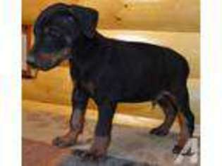 Doberman Pinscher Puppy for sale in CLINTON, MO, USA
