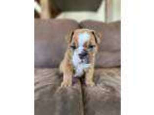 Bulldog Puppy for sale in New Holland, PA, USA