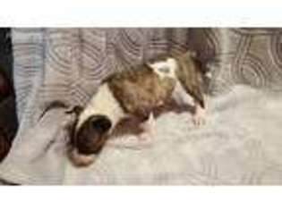 Bull Terrier Puppy for sale in Warrensburg, MO, USA