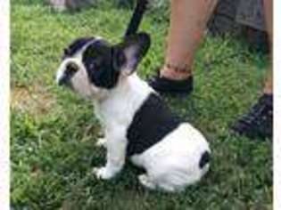 French Bulldog Puppy for sale in Stoutland, MO, USA