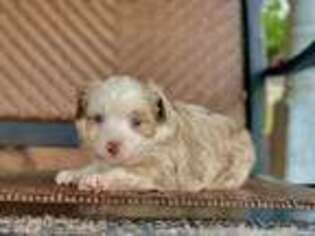 Miniature Australian Shepherd Puppy for sale in Troy, SC, USA