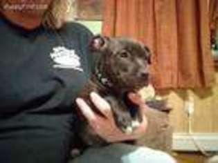 Staffordshire Bull Terrier Puppy for sale in Mount Pleasant Mills, PA, USA