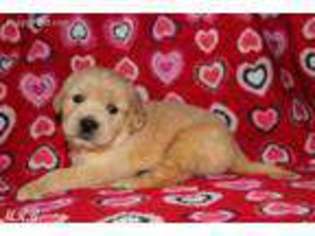 Golden Retriever Puppy for sale in Mendota, IL, USA