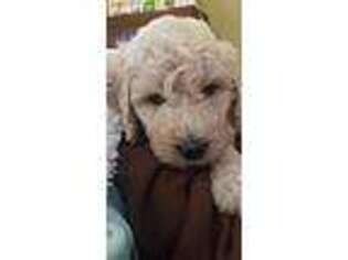 Goldendoodle Puppy for sale in Oak Park, IL, USA