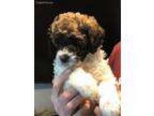 Mutt Puppy for sale in Valdese, NC, USA