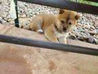 Shiba Inu Puppy for sale in Beaumont, CA, USA
