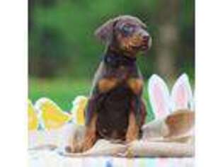 Doberman Pinscher Puppy for sale in Lebanon, OH, USA