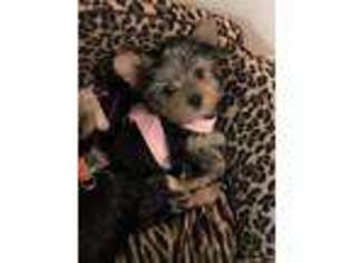 Yorkshire Terrier Puppy for sale in Elgin, IL, USA