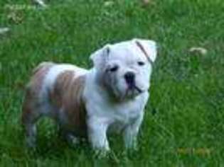 Bulldog Puppy for sale in Shreve, OH, USA