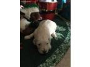 Goldendoodle Puppy for sale in Robbinsville, NC, USA