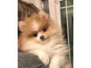 Pomeranian Puppy for sale in Candler, NC, USA