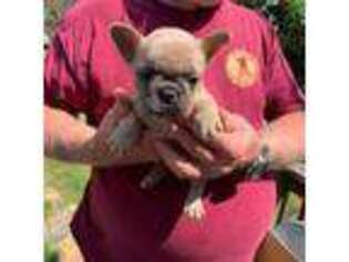French Bulldog Puppy for sale in Church Hill, TN, USA