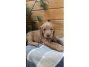 Goldendoodle Puppy for sale in Lewisburg, PA, USA