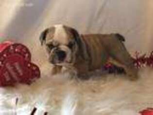 Bulldog Puppy for sale in Newmanstown, PA, USA