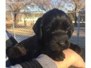 Labradoodle Puppy for sale in Crescent, OK, USA