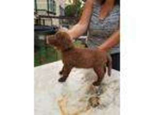 Chesapeake Bay Retriever Puppy for sale in Salinas, CA, USA
