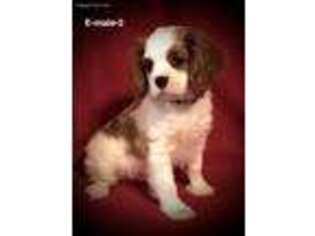 Cavalier King Charles Spaniel Puppy for sale in Smithville, MS, USA
