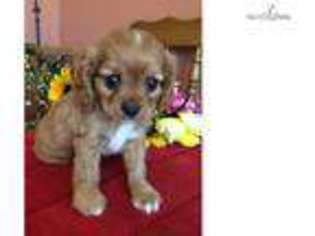 Cavalier King Charles Spaniel Puppy for sale in Topeka, KS, USA