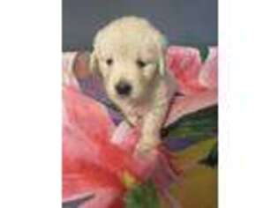 Golden Retriever Puppy for sale in Honey Grove, PA, USA