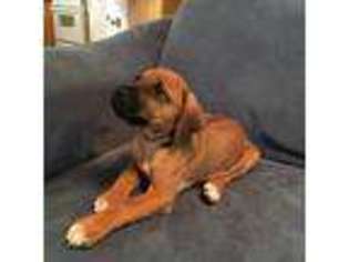 Rhodesian Ridgeback Puppy for sale in Marshfield, ME, USA