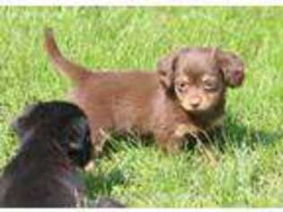 Chiweenie Puppy for sale in Hummelstown, PA, USA