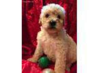 Goldendoodle Puppy for sale in Ridgeville, IN, USA