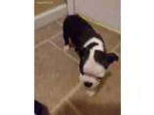 Boston Terrier Puppy for sale in Gaffney, SC, USA