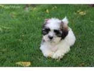 Mal-Shi Puppy for sale in Fort Plain, NY, USA